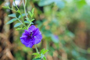 vicino su blu farfalla pisello fiore nel il giardino foto
