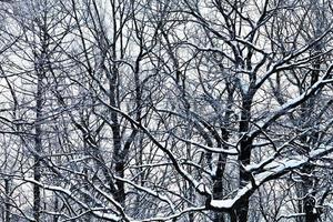quercia rami sotto neve foto