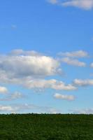 un' rurale paesaggio con un' verde campo di in ritardo girasoli sotto un' nuvoloso blu cielo foto