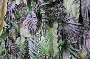 tropicale verde le foglie sfondo, felce, palma e Monstera deliciosa foglia su parete foto