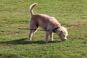 cane su un' camminare nel un' città tipo di il mare. foto