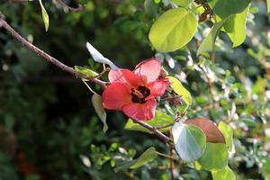 estate fiori su alberi nel un' città parco nel Israele. foto