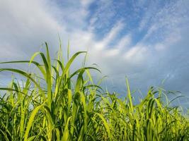 canna da zucchero i campi e blu cielo foto