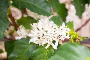 bianca caffè fiori nel verde le foglie albero piantagione vicino su foto