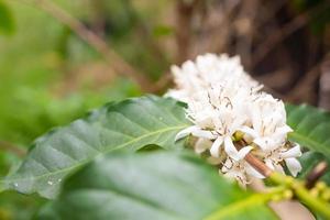 bianca caffè fiori nel verde le foglie albero piantagione vicino su foto