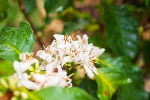 bianca caffè fiori nel verde le foglie albero piantagione vicino su foto