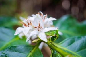 bianca caffè fiori nel verde le foglie albero piantagione vicino su foto