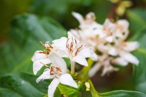 bianca caffè fiori nel verde le foglie albero piantagione vicino su foto