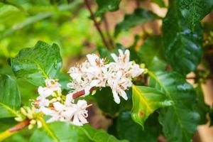 bianca caffè fiori nel verde le foglie albero piantagione vicino su foto