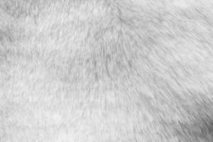 bianca pelliccia tessuto struttura sfondo foto