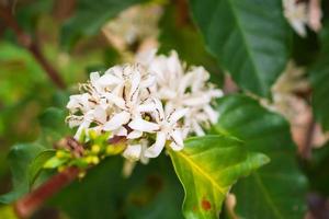 bianca caffè fiori nel verde le foglie albero piantagione vicino su foto