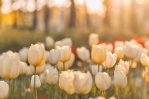 astratto caldo paesaggio di bianca tulipani, sfocato erba prato su caldo d'oro ora tramonto o Alba. tranquillo primavera natura campo paesaggio striscione. bellissimo crepuscolo tramonto, alba pastello naturale luce del sole foto