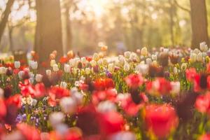 bellissimo mazzo di rosso rosa e bianca tulipani nel primavera natura per cartolina design e ragnatela striscione. romantico e amore natura con morbido messa a fuoco sfocato paesaggio. sorprendente natura, luce del sole flora prato foto