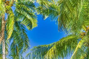 parte inferiore Visualizza di palma alberi tropicale foresta a blu cielo sfondo. Noce di cocco palma albero con blu cielo, bellissimo tropicale sfondo. esotico viaggio natura, tropicale Paradiso concetto natura fogliame modello foto