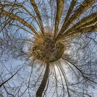 trasformazione del minuscolo pianeta autunnale del panorama sferico a 360 gradi. vista aerea astratta sferica nella foresta con rami goffi. curvatura dello spazio. foto