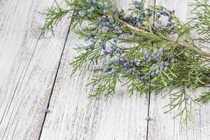 thuja ramoscelli su di legno sfondo con copia spazio foto