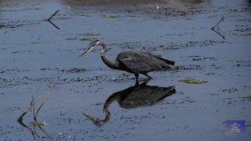 uccello gru pesca foto