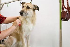 mano di donna toelettatore fa un' razza taglio di capelli con pettine dopo lavaggio cane pelliccia nel governare salone. uso di attrezzo per pettinatura lana vergine. professionale animale animale domestico cura concetto. avvicinamento con copia spazio per testo foto