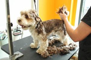 mani di donna toelettatore fa un' razza taglio di capelli con trimmer di yorkshire terrier nel governare salone. uso di attrezzo per pettinatura lana vergine. professionale animale animale domestico cura concetto. avvicinamento con copia spazio per testo foto