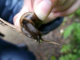 lumaca. un' peste per il giardino. foto