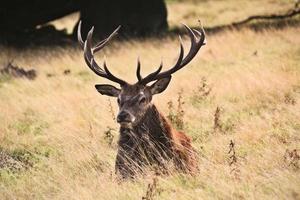 un' vicino su di un' rosso cervo nel il cheshire campagna foto