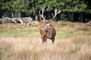 un' vicino su di un' rosso cervo nel il cheshire campagna foto