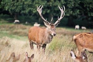 un' vicino su di un' rosso cervo nel il cheshire campagna foto