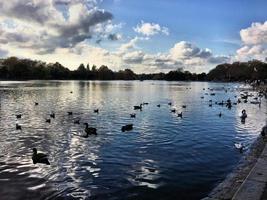 una vista di alcuni uccelli su un lago a londra foto