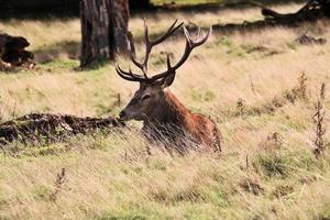 un' vicino su di un' rosso cervo nel il cheshire campagna foto