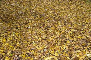 foglie d'autunno sul terreno foto