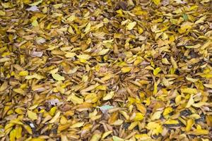 foglie d'autunno sul terreno foto