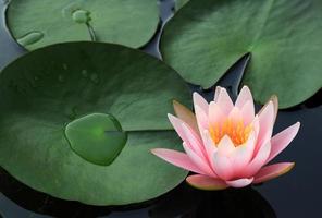 bellissimo rosa loto fiore fiorire nel il stagno foto