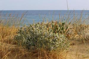 verde impianti e fiori su il sponde di il mediterraneo mare nel settentrionale Israele. foto