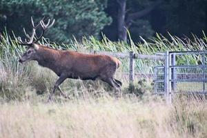 un' vicino su di un' rosso cervo nel il cheshire campagna foto