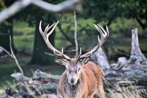 un' vicino su di un' rosso cervo nel il cheshire campagna foto