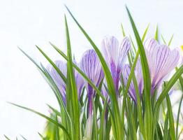 primavera fiori crochi nel il raggi di il sole su un' bianca sfondo. foto