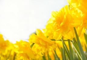 giallo giunchiglie primo primavera fiori su un' bianca sfondo nel il sole foto