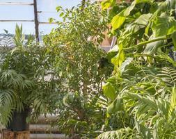 nel il raggi di il sole dentro un' grande verde Casa con tropicale esotico impianti foto