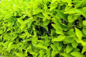 duranta repens o duranta erecta le foglie avvicinamento struttura sfondo, Comune nomi includere d'oro goccia di rugiada, Piccione bacca, e fiore del cielo foto