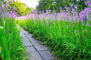 percorso di fioritura dei fiori viola in giardino con rinfrescante al mattino foto