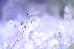 fiore sfocato, viola sul campo. bella crescita e fiori sul prato che sbocciano al mattino, messa a fuoco selettiva della natura su sfondo bokeh, stile vintage foto