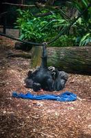 madre e bambino scimpanzé giocando foto