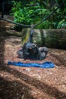 madre e bambino scimpanzé giocando foto