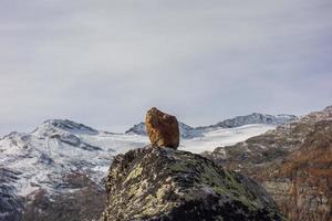 il svizzero Alpi foto