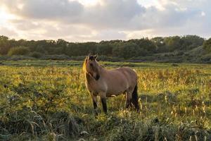 cavalli selvaggi nei campi a wassenaar nei Paesi Bassi. foto