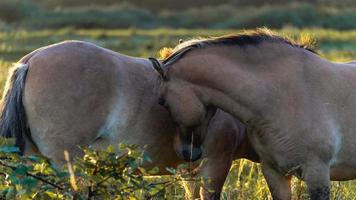 cavalli selvaggi nei campi a wassenaar nei Paesi Bassi. foto