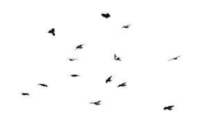 gregge di uccelli volante isolato su bianca sfondo foto