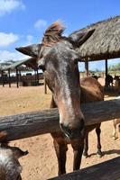 cavallo a recinto rotaia con il suo orecchie tirato indietro foto