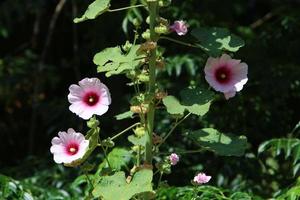 luminosa malva fiori nel un' città parco nel Israele. foto