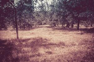 autunno parco paesaggio retrò foto